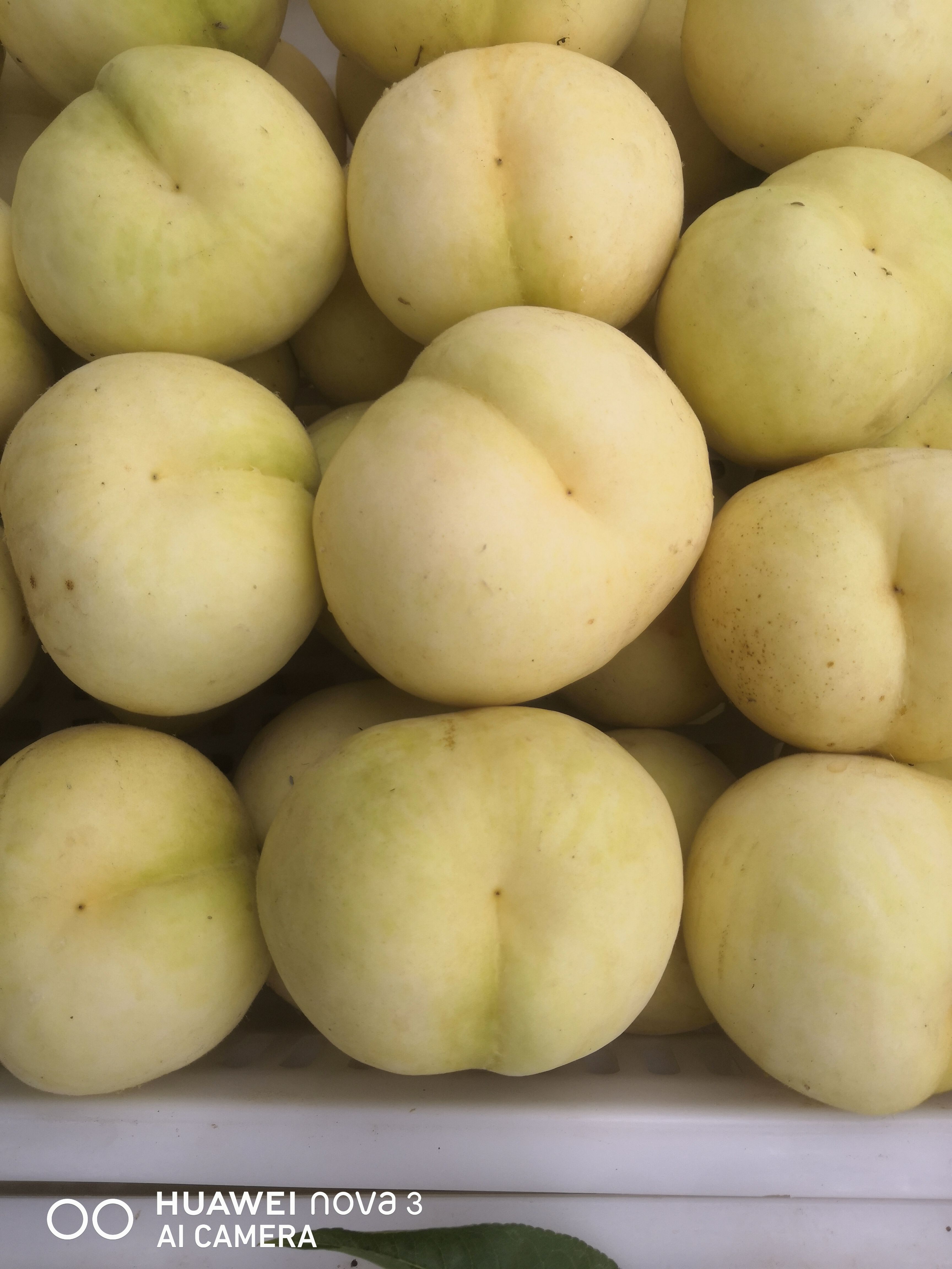 黄金蟠桃树苗 桃树苗