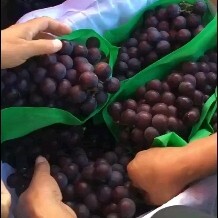 渭南 户太八号葡萄，串行大，颗粒饱满，颜色漂亮，糖度高。