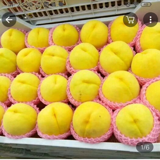 乾县 锦绣黄桃，