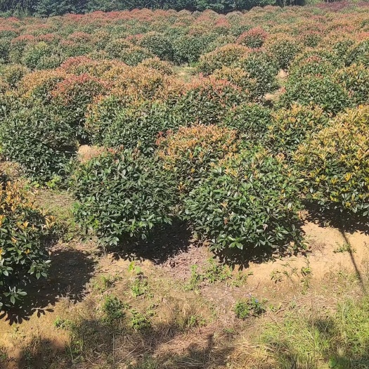 南京火焰红  红叶石楠球50-4米冠，处理
