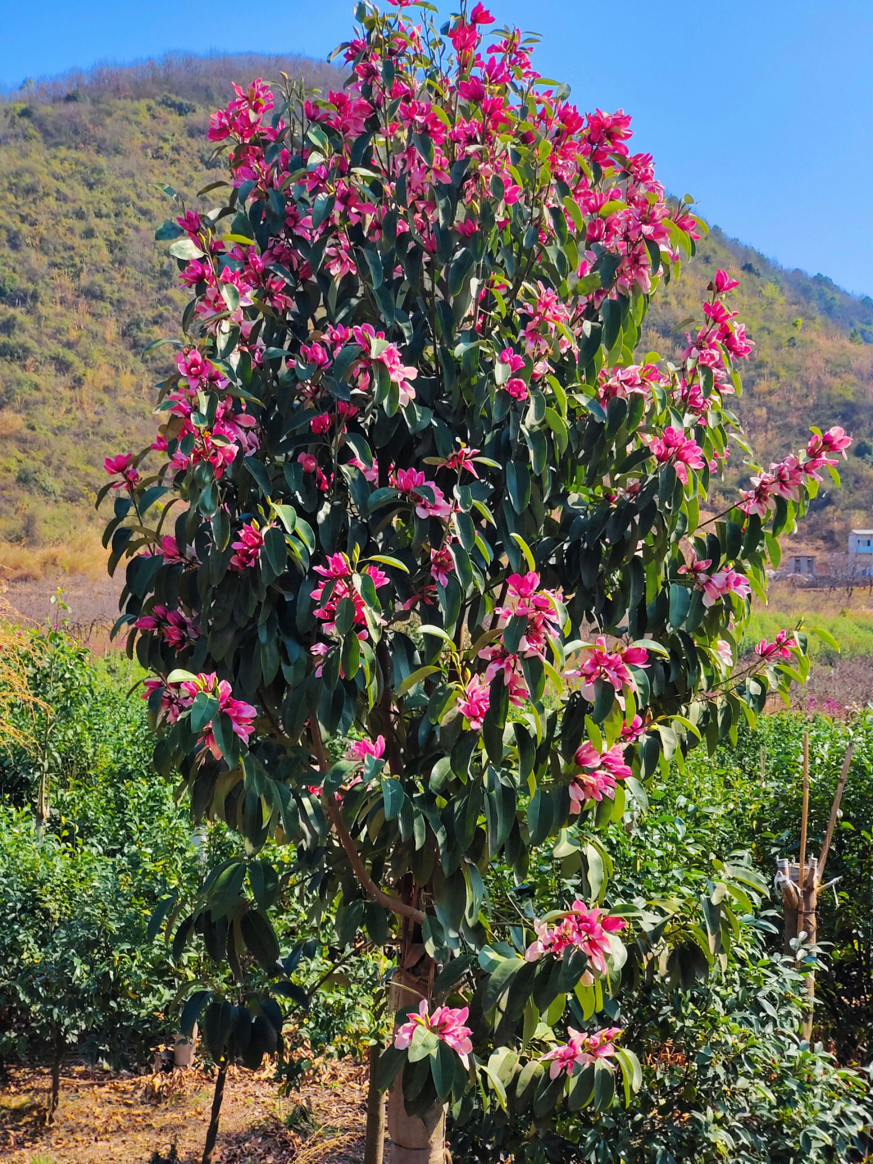 阳朔县红花含笑 3.5米~5米 9～14 10~12公分 2~3米