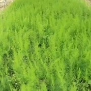 贵阳紫芦笋  芦笋苗