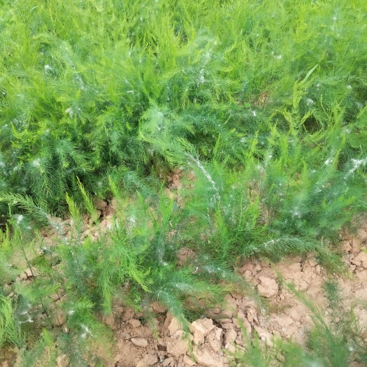 曹县紫芦笋苗