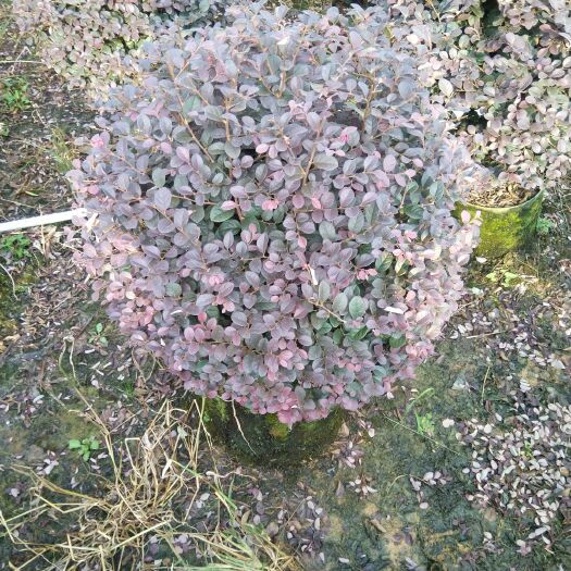 阳朔县黑珍珠红继木  红花继木球