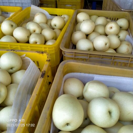 邱县皇冠梨，特点，好吃，好看，脆，甜，