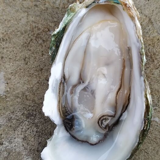 湛江长牡蛎  湛江生蚝，批发，味道肥美白蚝，一件代发，全国发货！