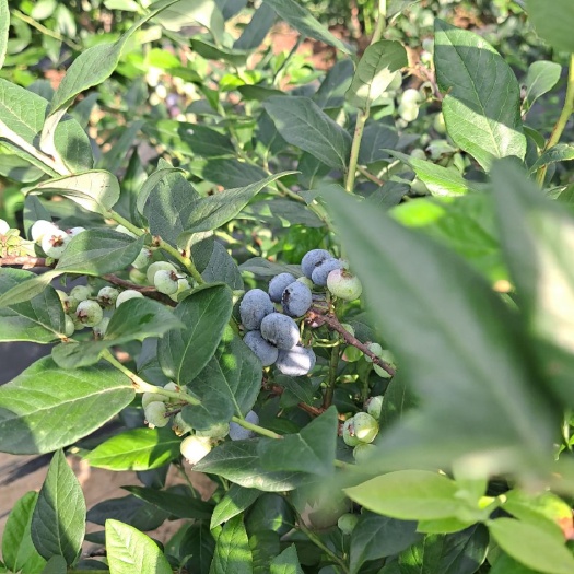 凤城市 蓝莓苗，占地蓝莓苗六年生，大概2500棵左右，苗好