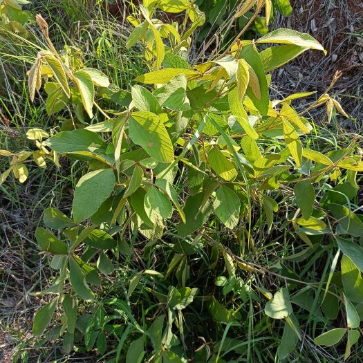昆明 千斤拔，新鲜货，干货