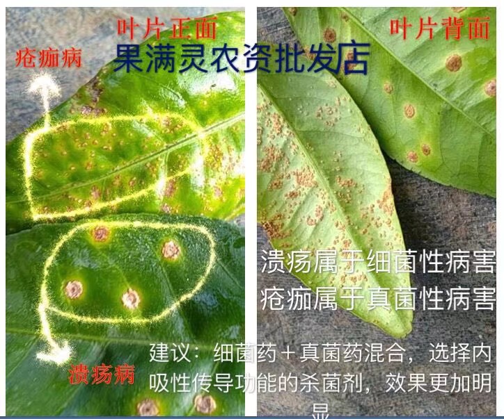  喹啉铜有机铜柑橘溃疡病杀菌柑桔溃疡病药火龙果溃疡腐烂病