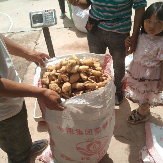 巍山县云南玉竹鲜货！！！