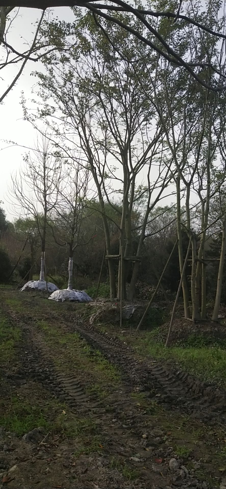 丛生朴树 5米以上 14~16公分 14~16公分 3米以上 带土球发货