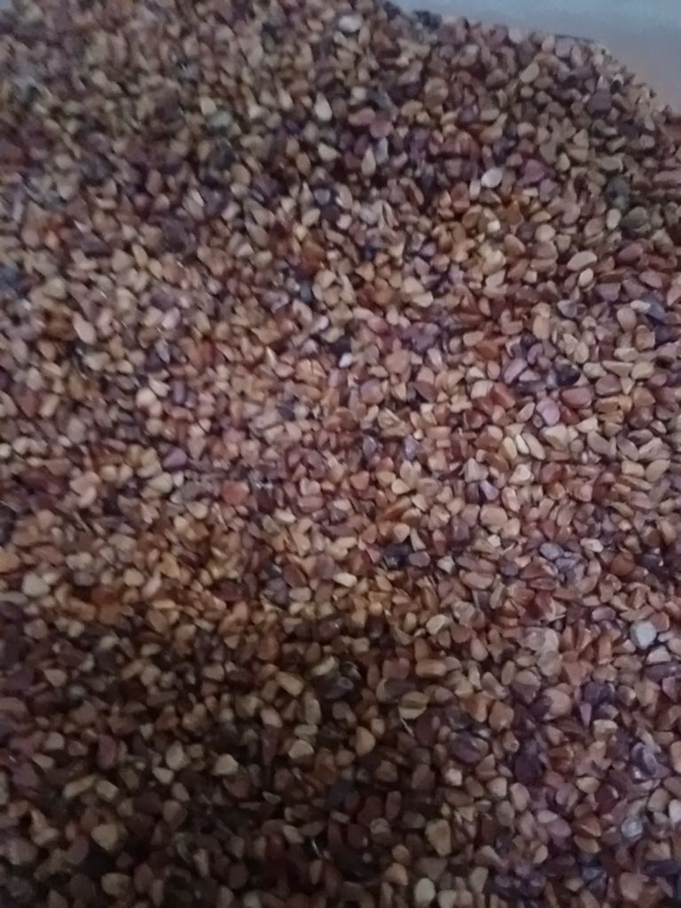 瓦房店市刺玫种子