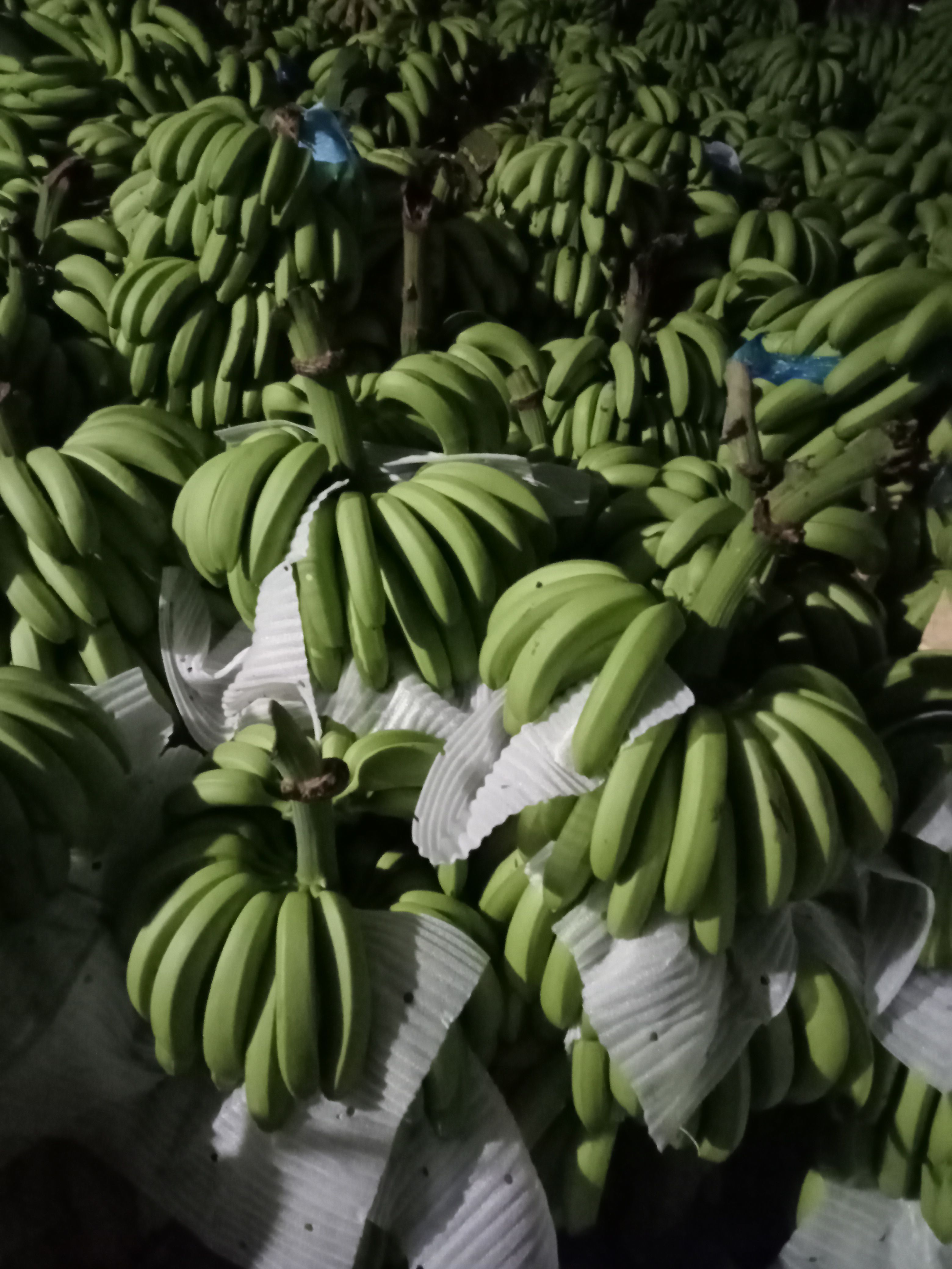 巴西蕉苗  云南香蕉