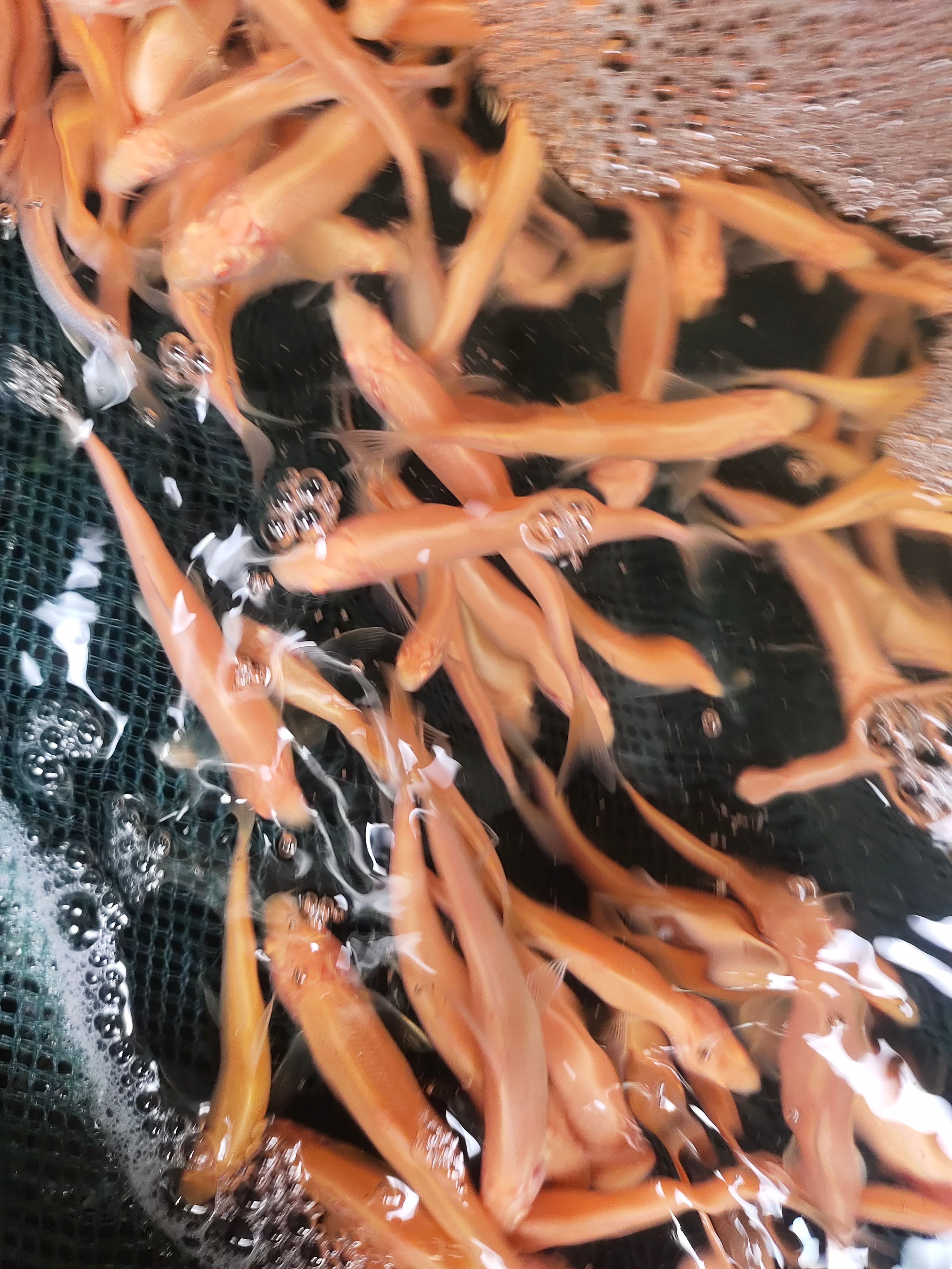 银鳕鱼苗