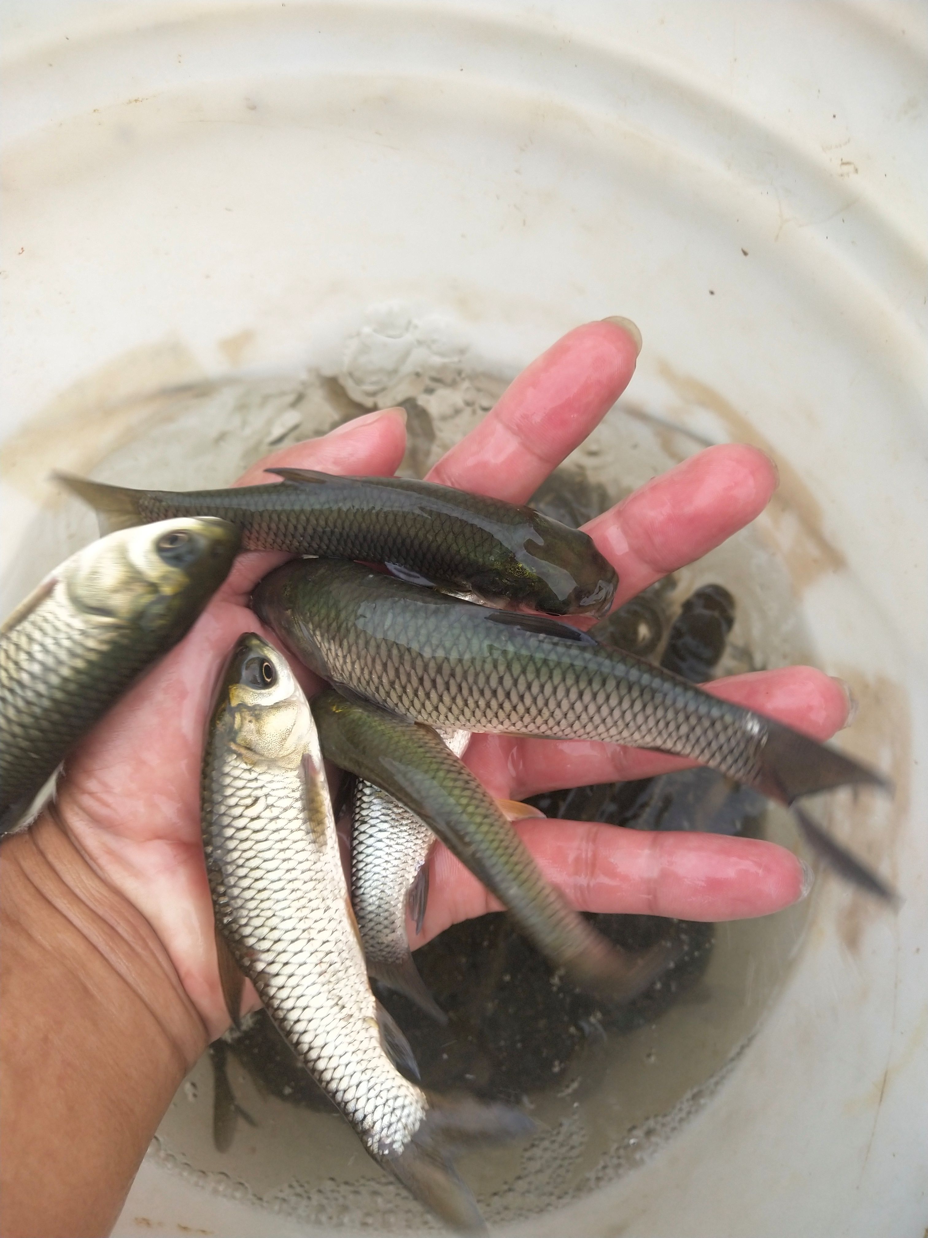 经本苗场培育的草鱼苗品种优良，抗病能力强成活率高，生长速度