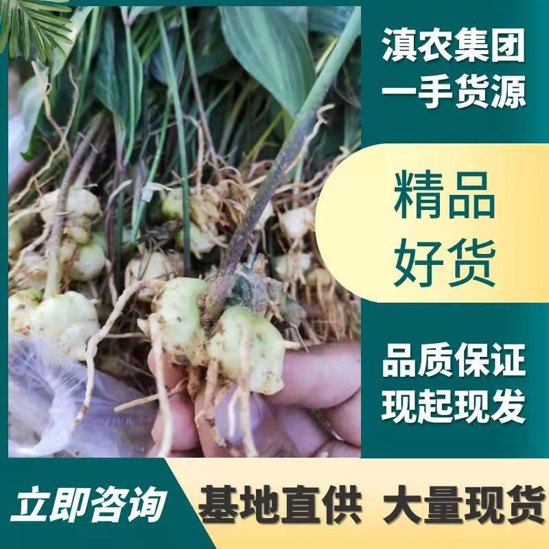 黄精种苗  滇黄精苗红花滇黄精二年苗
