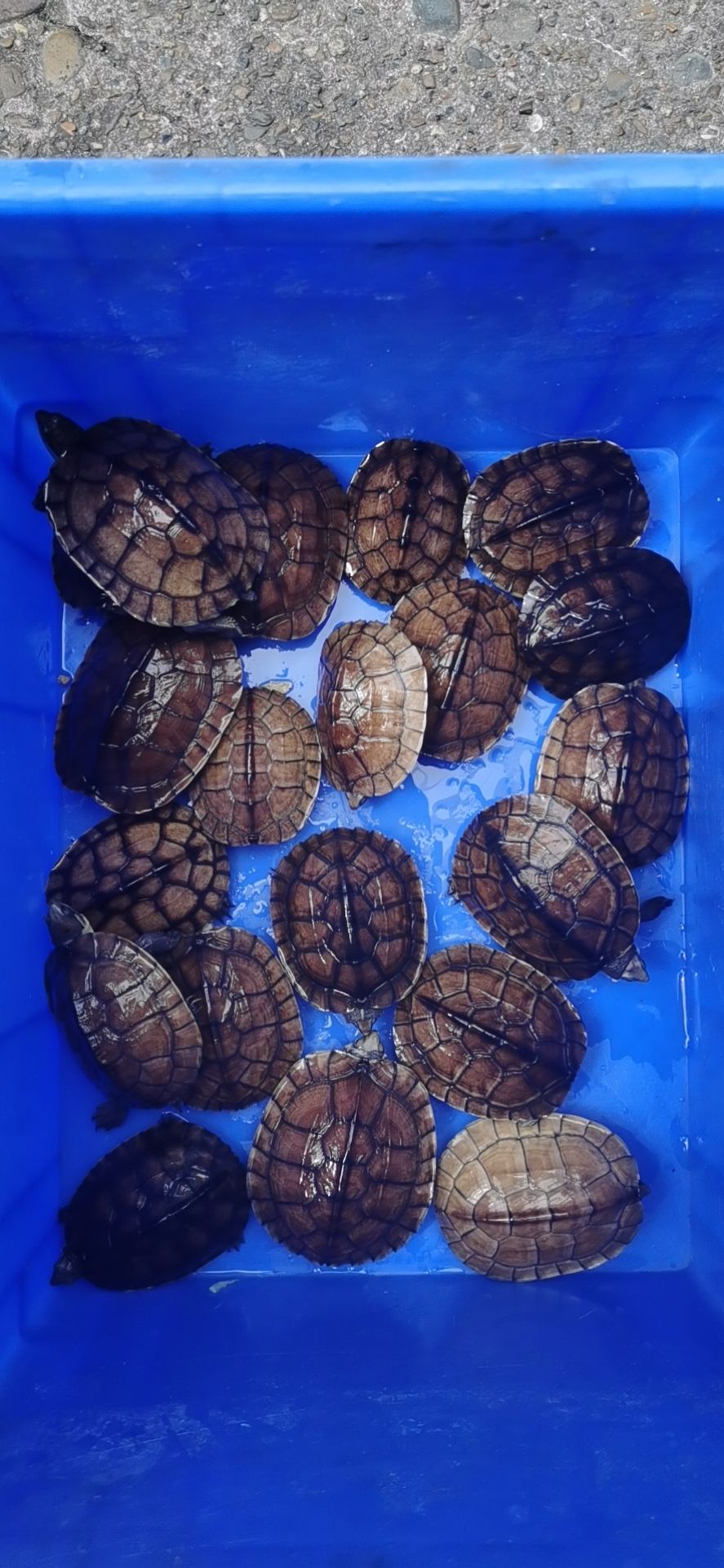 南石龟冷水过冬录子