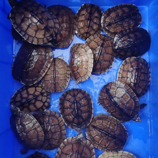 南石龟冷水过冬录子