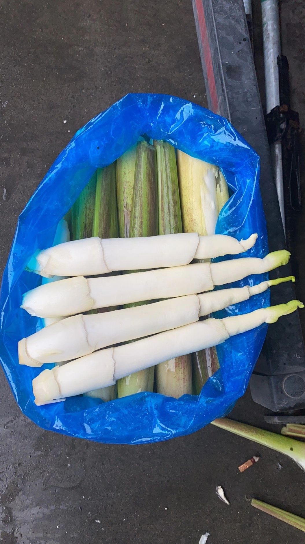 茭白 高山精品单季