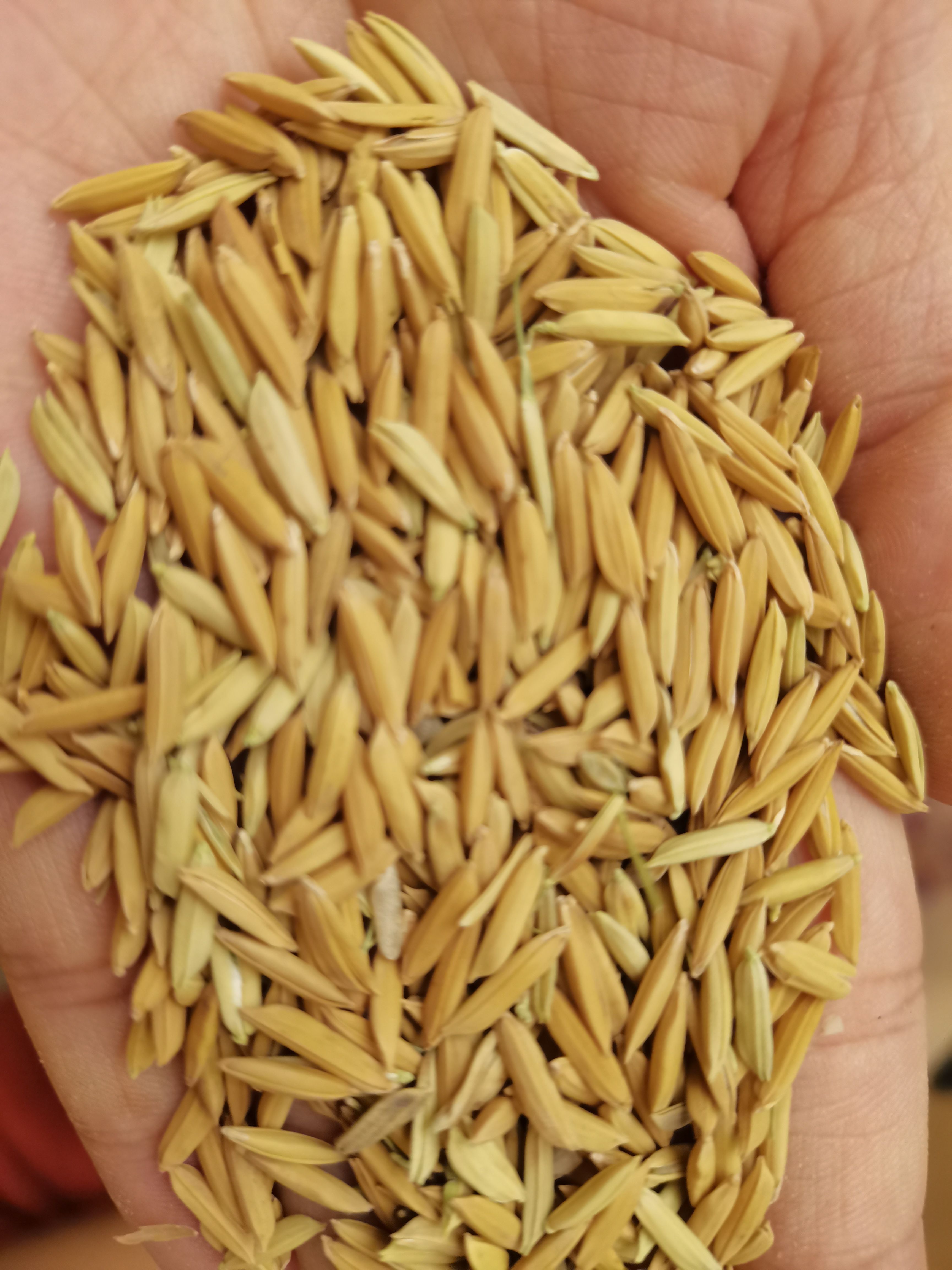 籼稻谷 各种优质稻上市，天龙，泰优，香优，