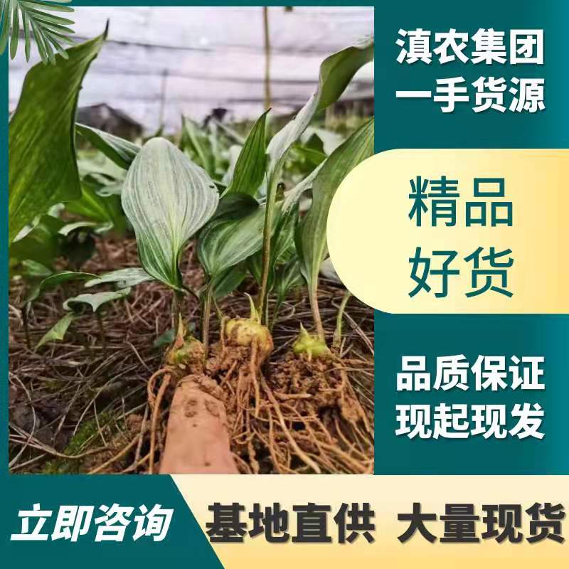 黄精种苗  滇黄精苗红花滇黄精二年苗