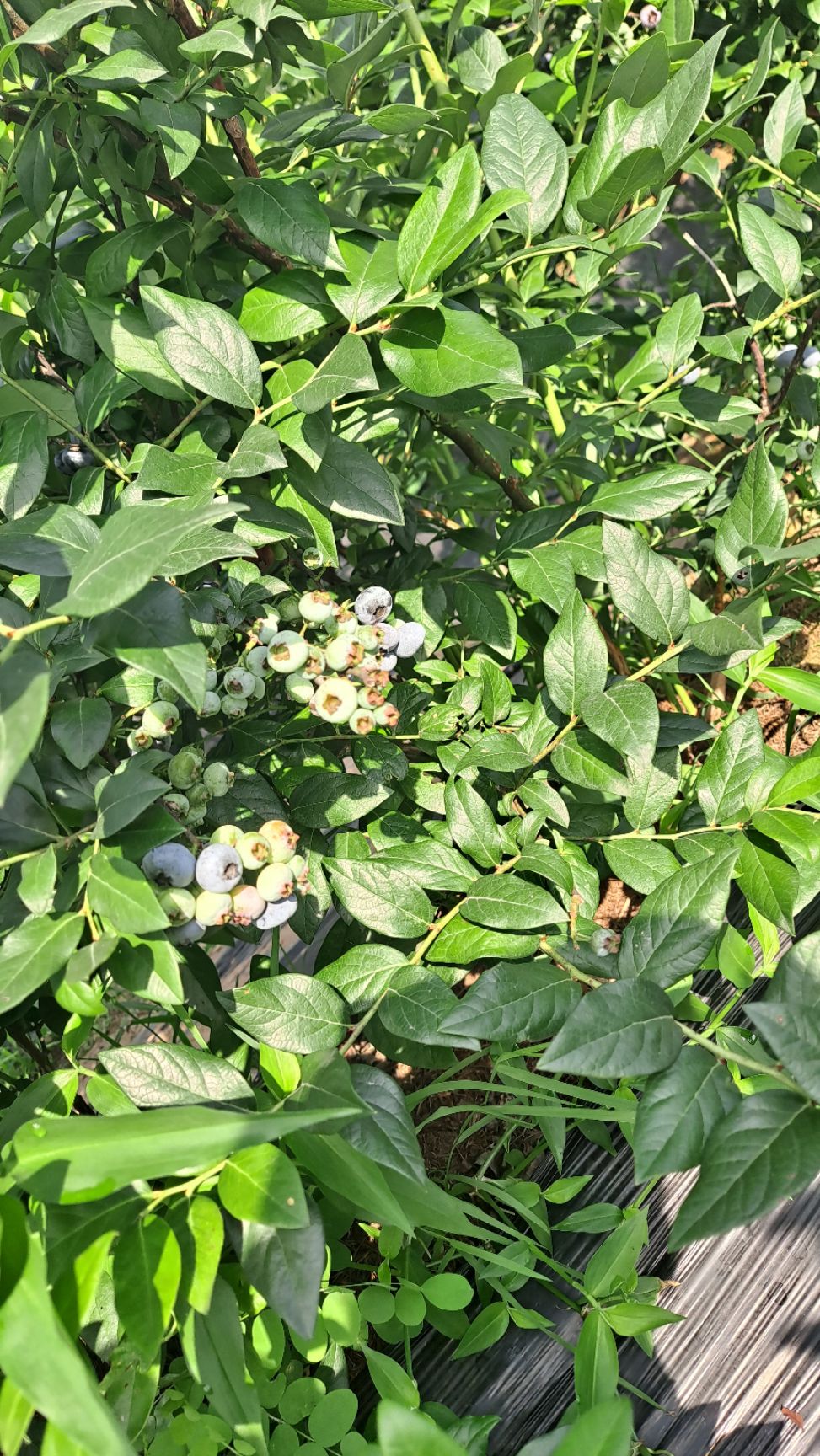  蓝莓苗，占地蓝莓苗六年生，大概2500棵左右，苗好