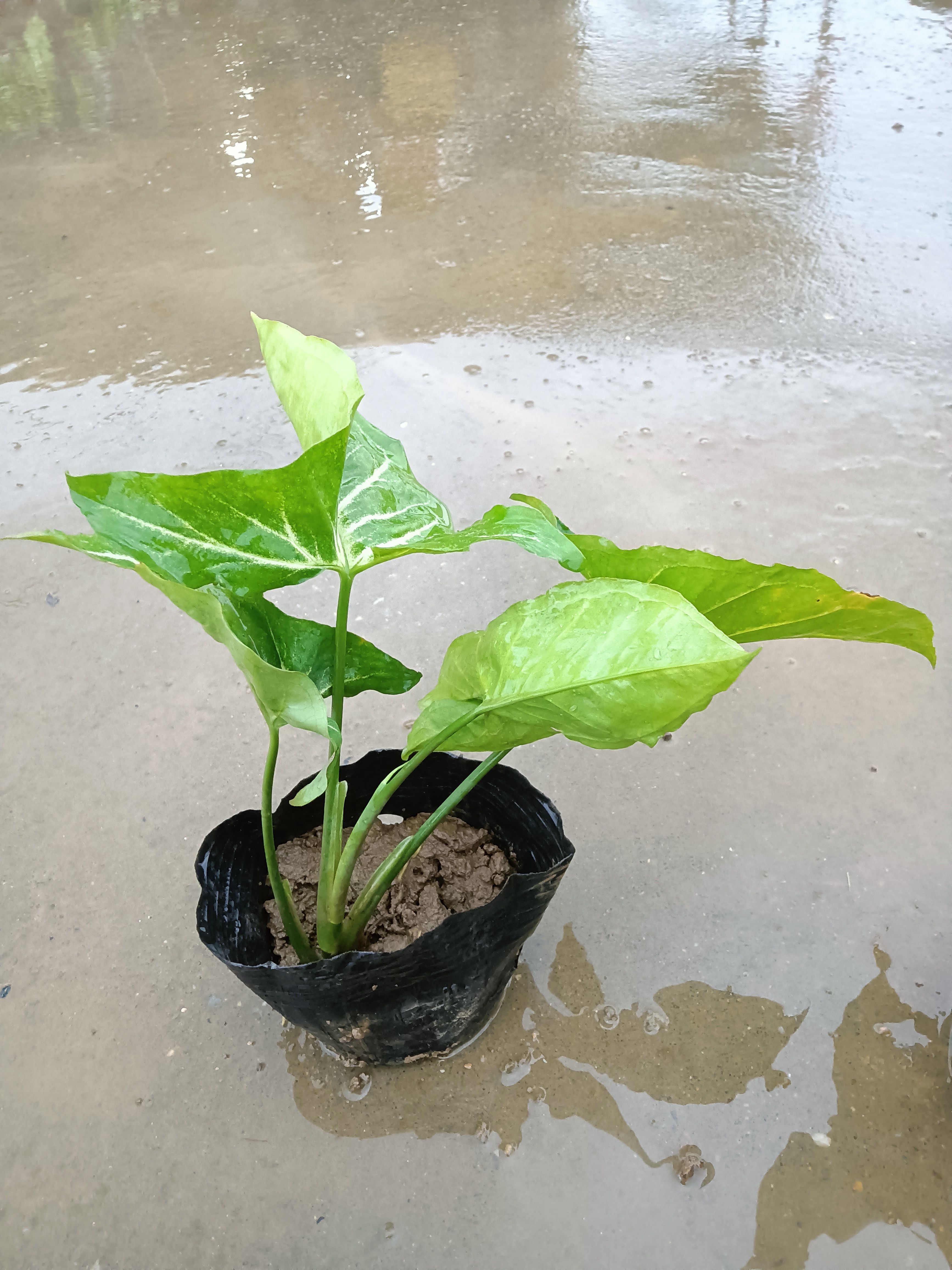 白蝴蝶 合果芋 广东中山地被批发，适合桥底大面积种植