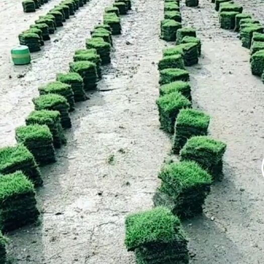 博罗县草皮，草，马尼拉