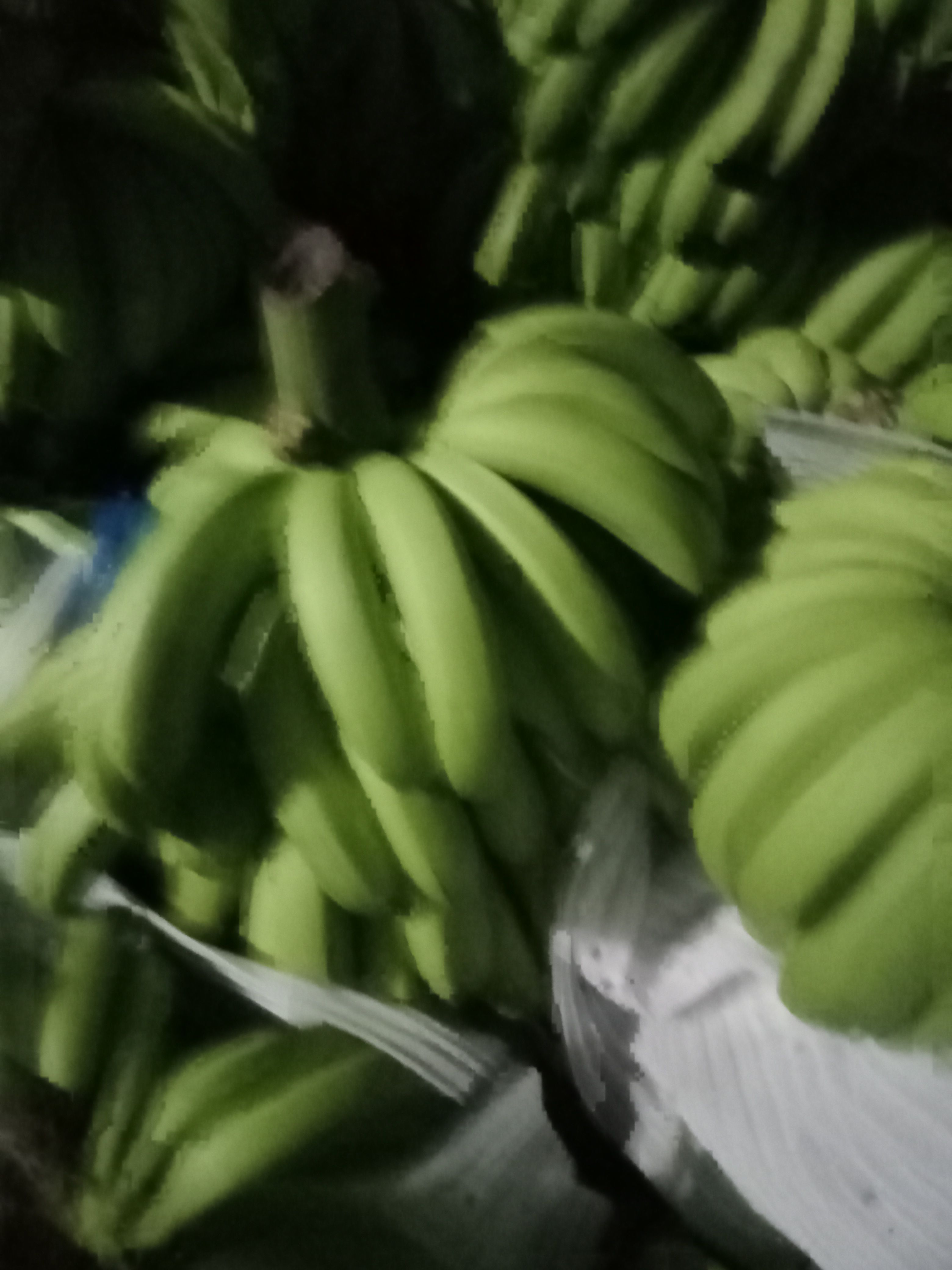 巴西蕉苗  云南香蕉