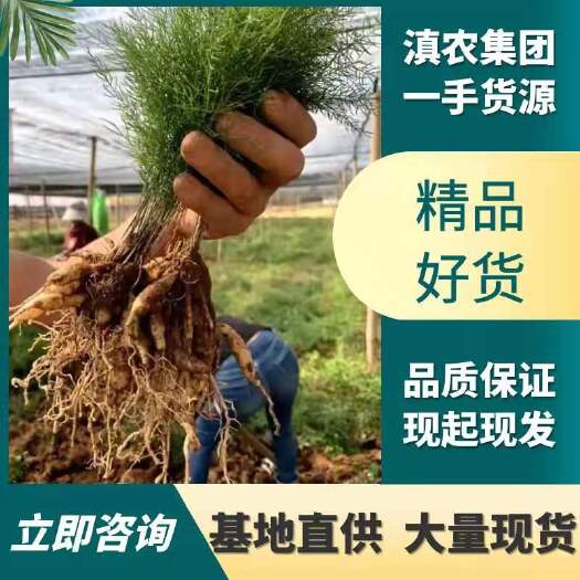 天门冬苗