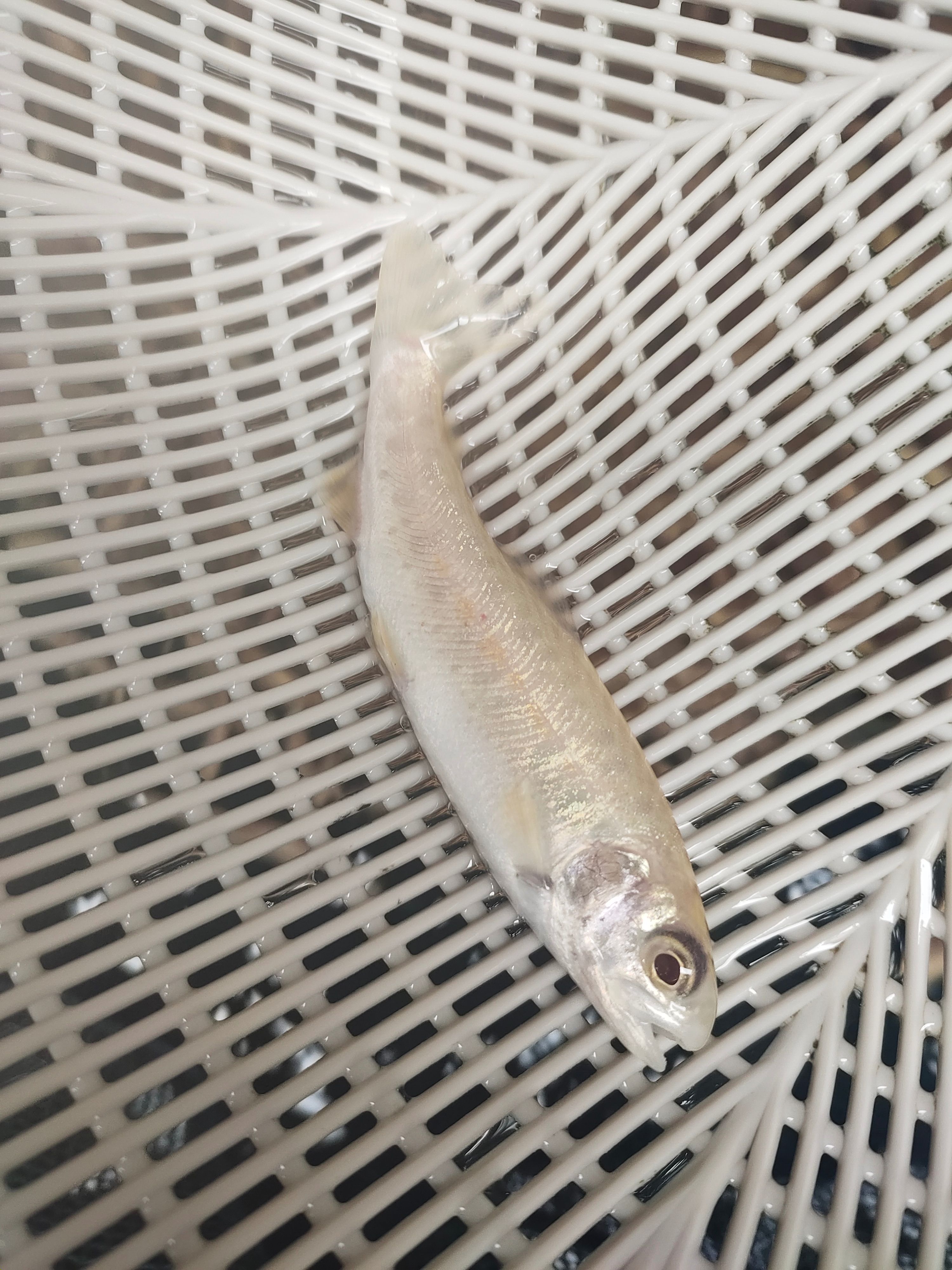 三文鱼  虹鳟金鳟全国发货规格齐全