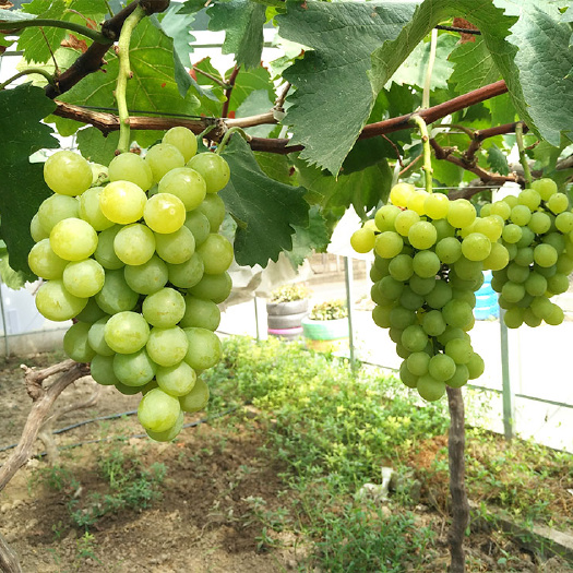 利辛县夏黑葡萄 香甜可口的夏黑，醉金香葡萄上市了