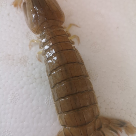 西安皮皮虾