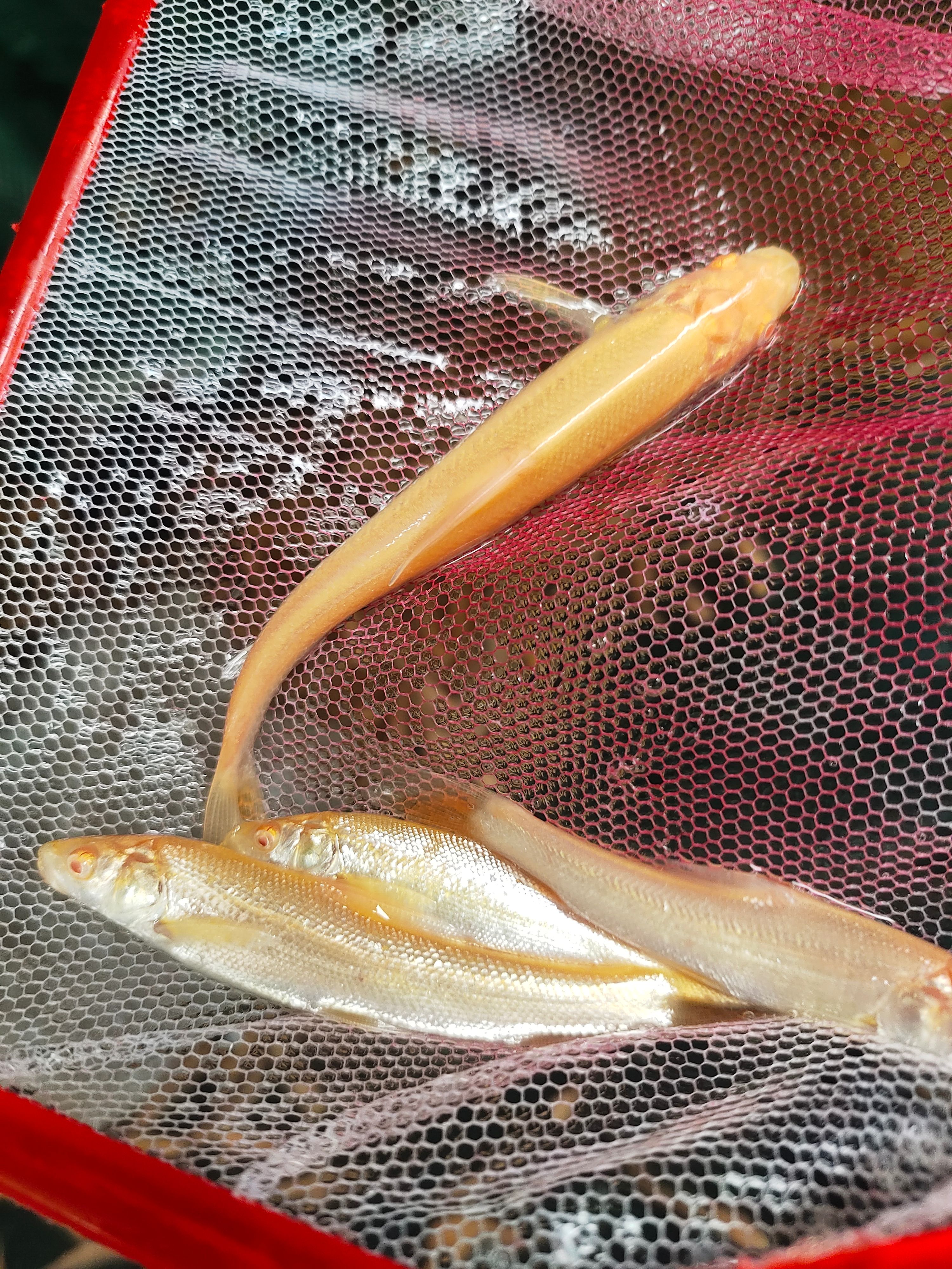 银鳕鱼苗