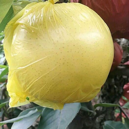 西华县 黄金梨，无公害黄金梨