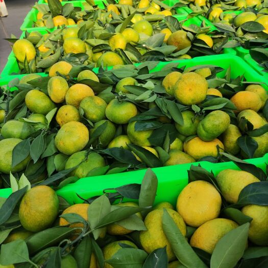 玉溪 云南华宁蜜桔大量上市就掉价了