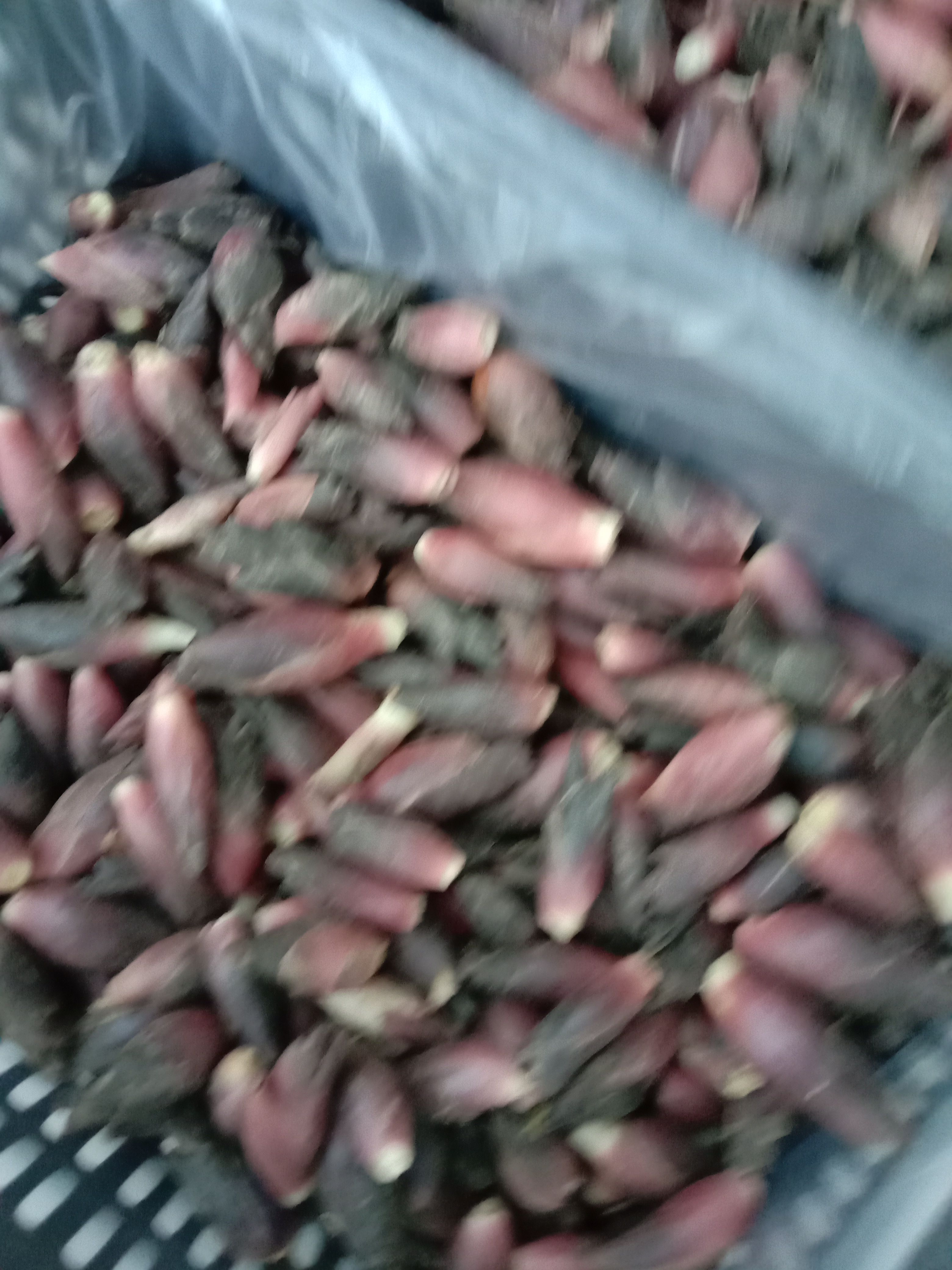 阳荷种苗  大量种苗上市中