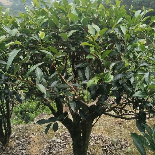 潮州 自产自销凤凰单丛茶