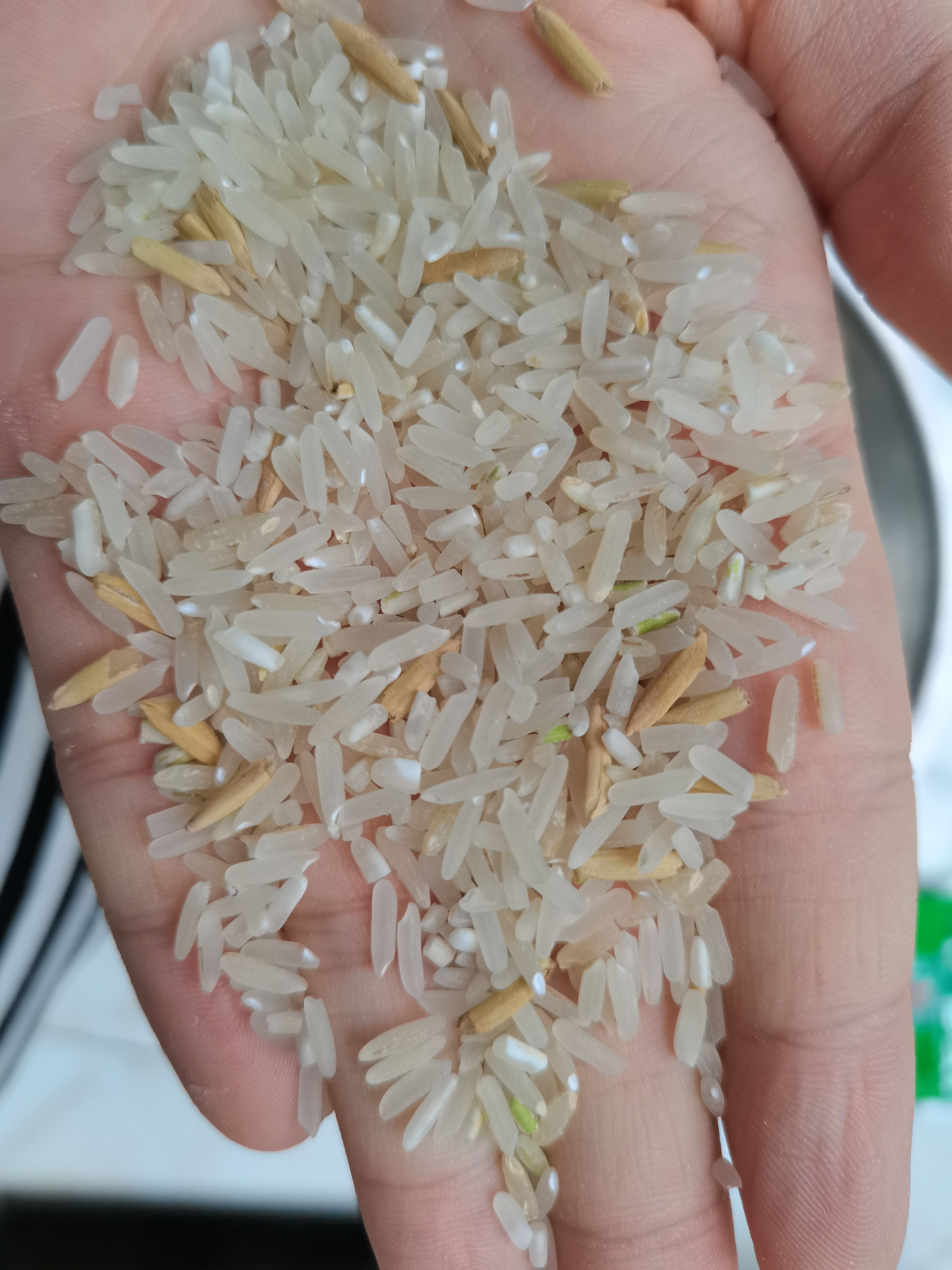 籼稻谷 各种优质稻上市，天龙，泰优，香优，