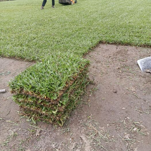 四会市大叶油草 绿化草皮