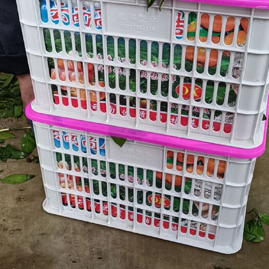 广南县蜜桔 云南特早蜜橘  大量上市咯