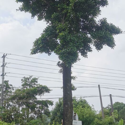 鹤山市对节白蜡 和顺