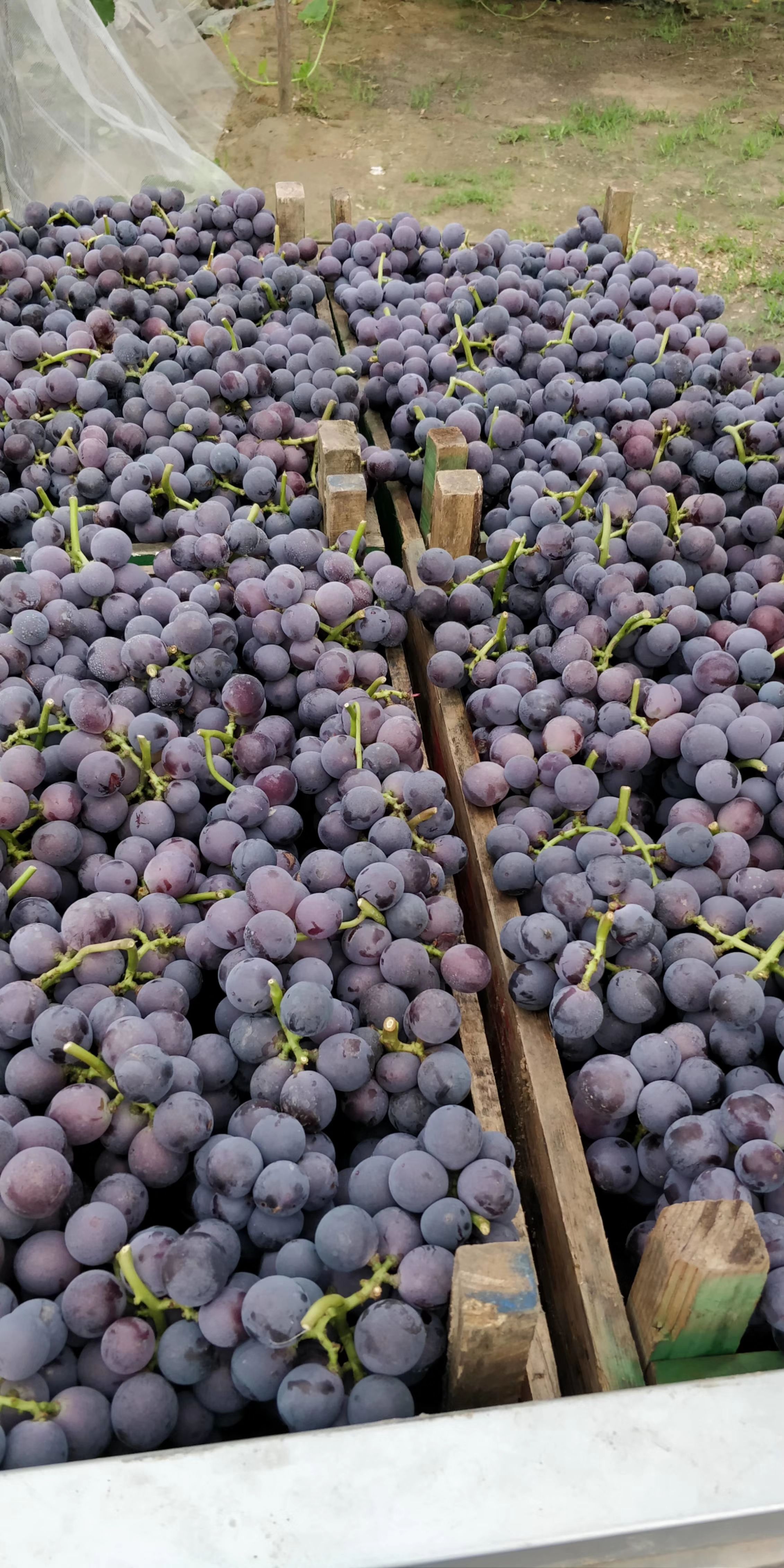 巨峰葡萄 大量盛产各种品种葡萄，粒大饱满，香甜可口。欢迎各界人士来采购