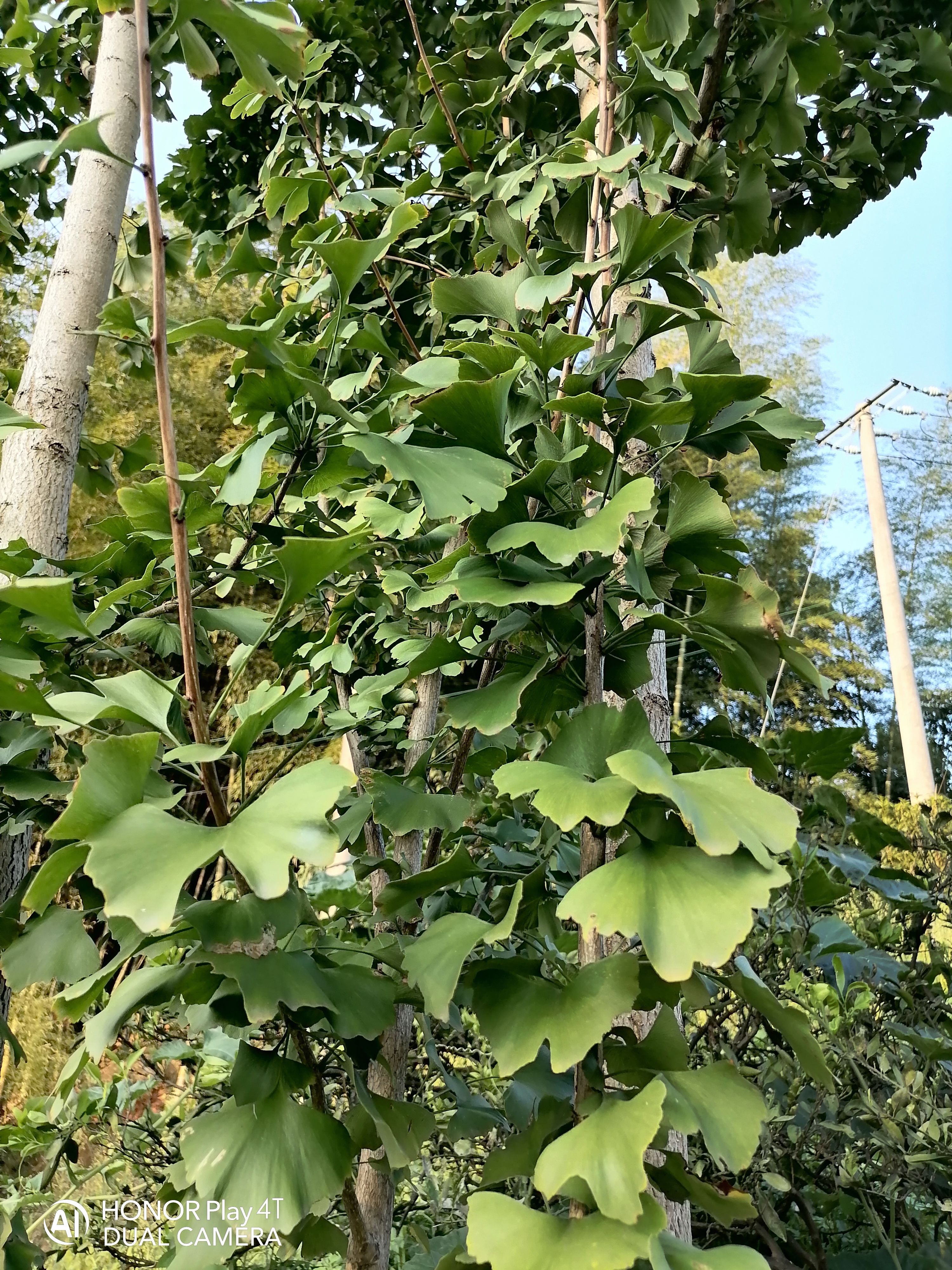  大量鲜银杏叶