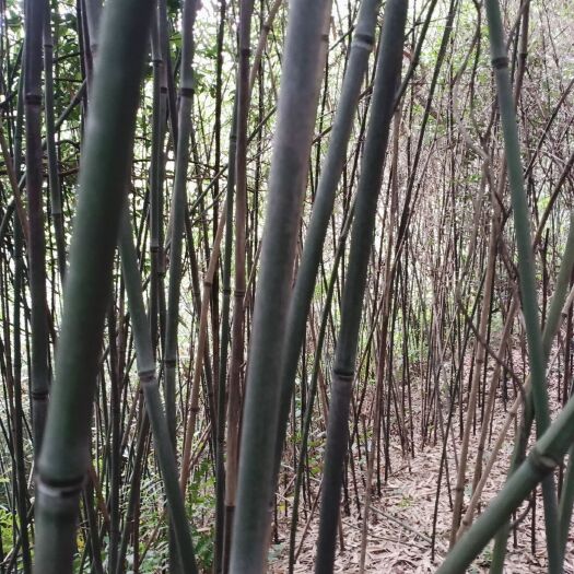 桃江县竹 水竹