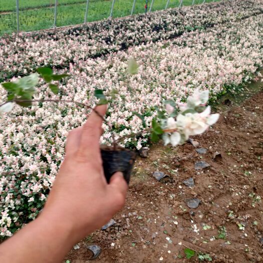  花叶络石营业钵苗，花叶络石价格，花叶络石专业种植一手货源大量