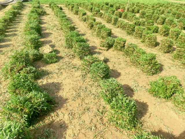 大葉油草 綠化草皮