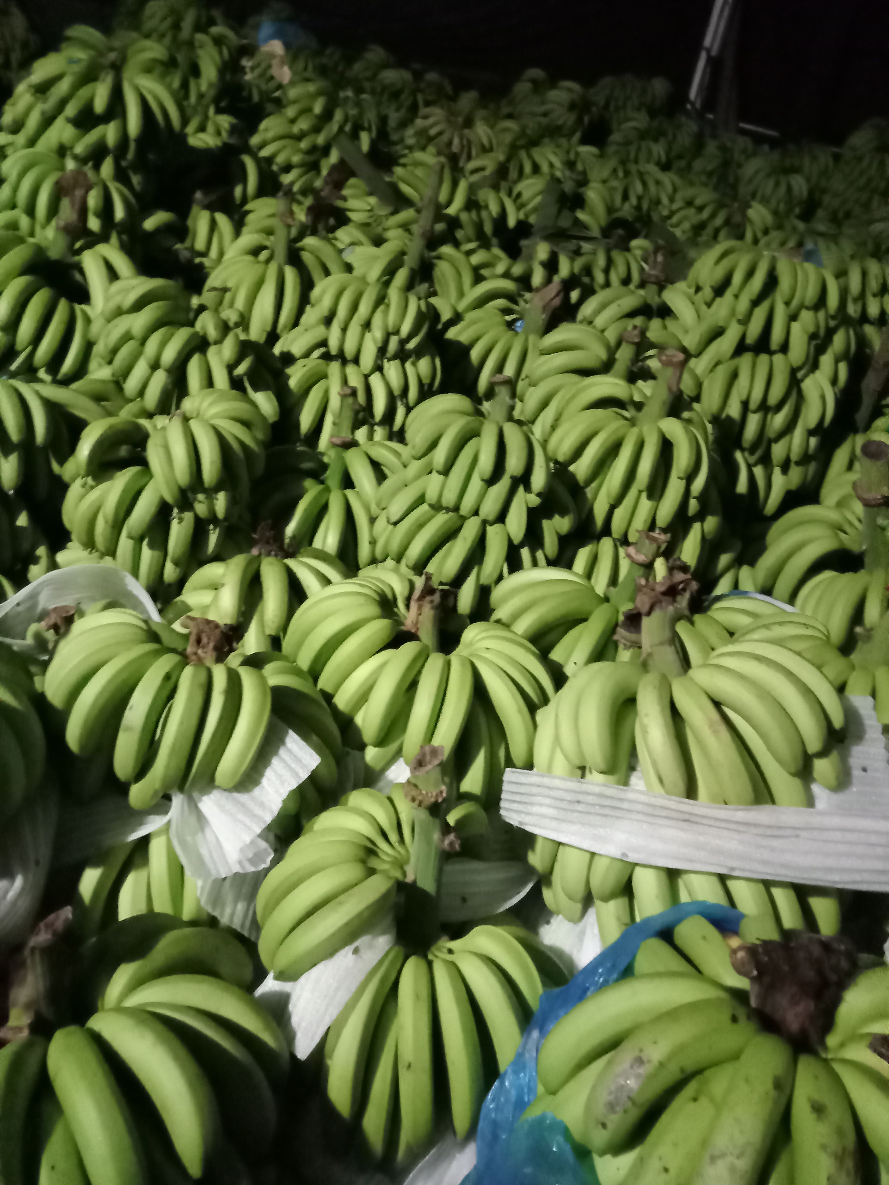 巴西蕉苗  云南香蕉