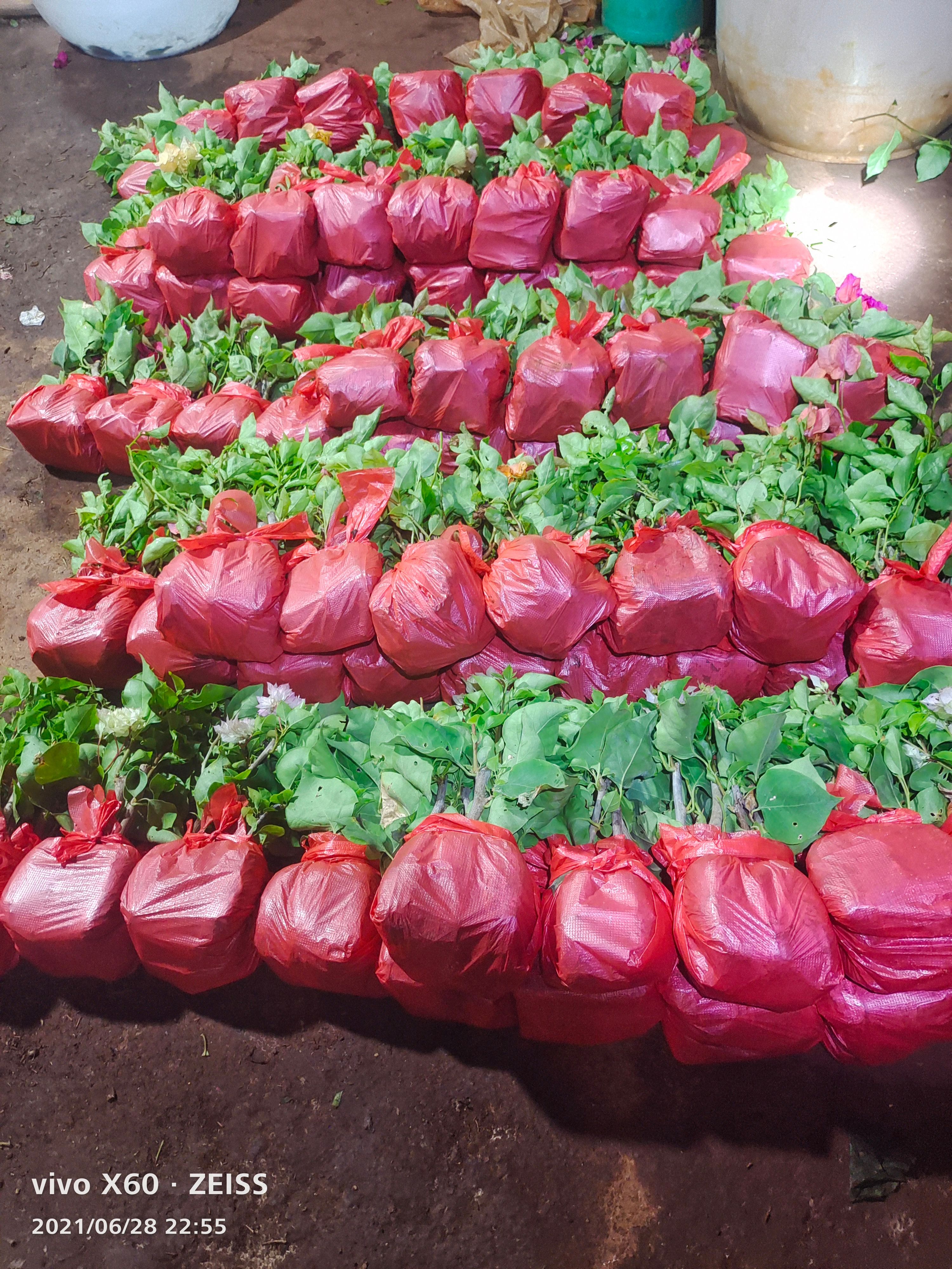 中国红三角梅 云南三角梅中国红带杯带土发货 源产地直销适合盆