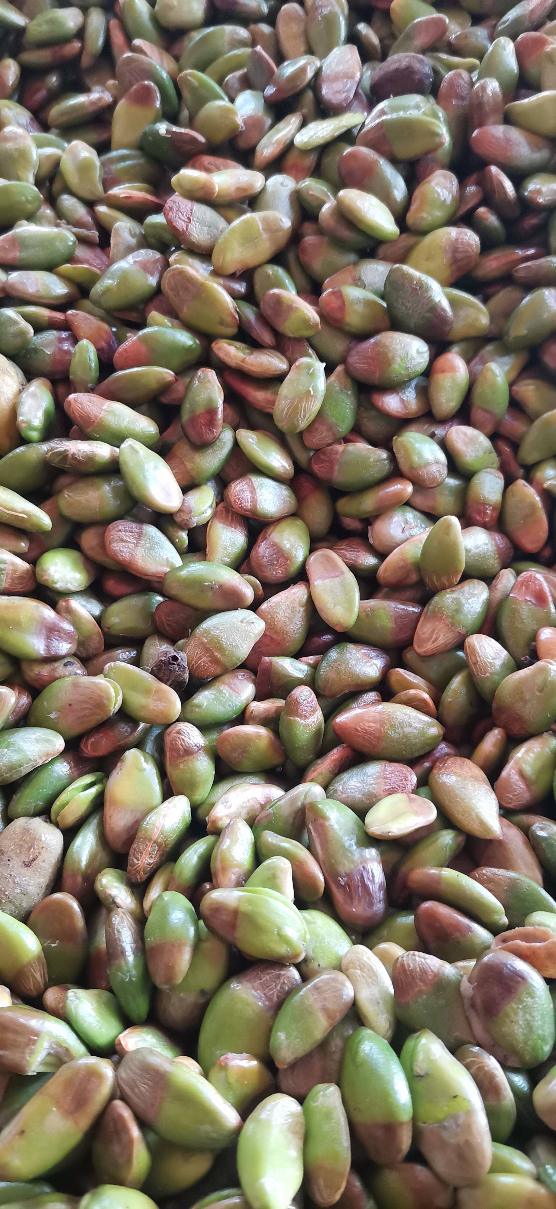 黄皮种子，黄皮果种子，黄皮嫁接种子